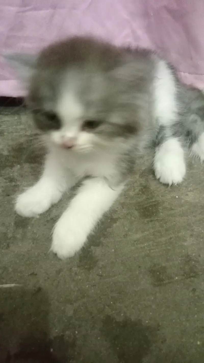 Persian beautiful cat — photo 10