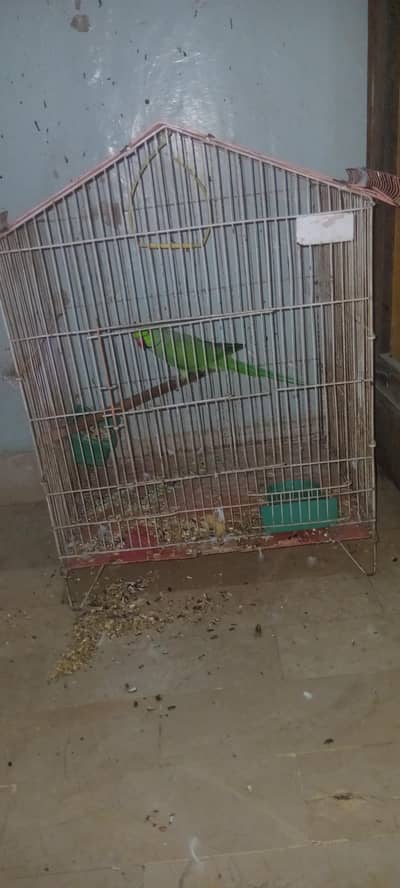 male for sell ha full waild breed ka loy best ha