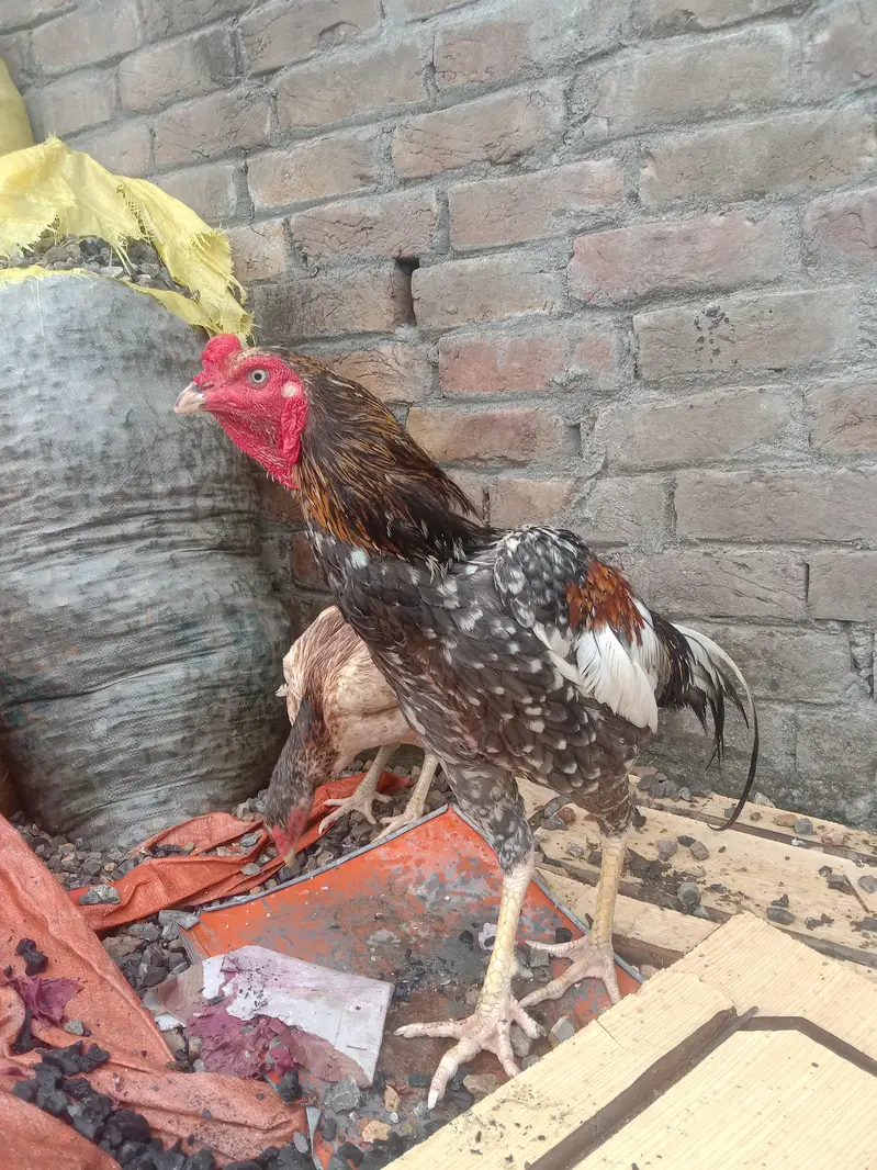 aseel murga for sale