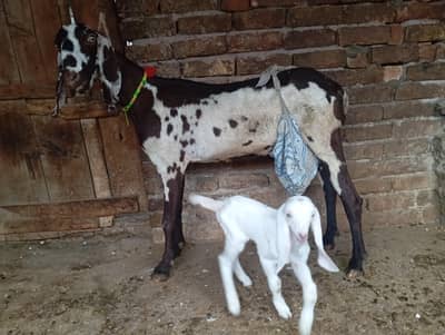Nagri beetal goat with one female kid