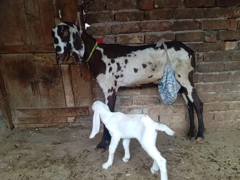 Nagri beetal goat with one female kid — photo 2