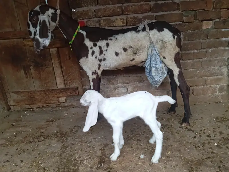 Nagri beetal goat with one female kid — photo 3