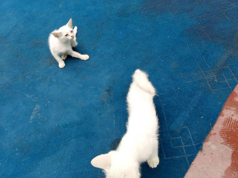Persian cate 0