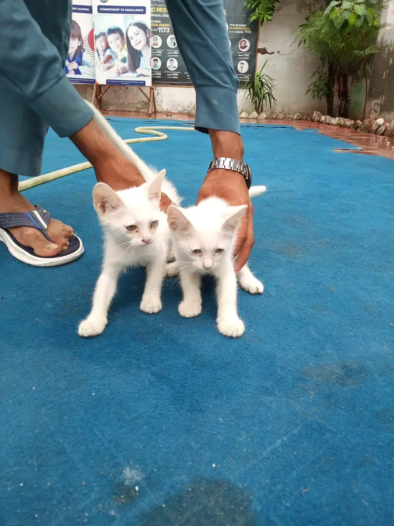 Persian cate — photo 2