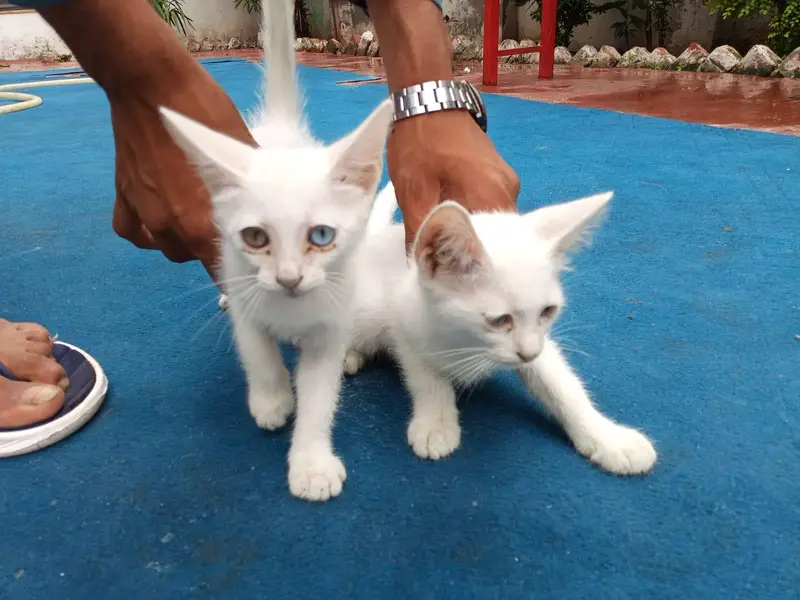 Persian cate — photo 3