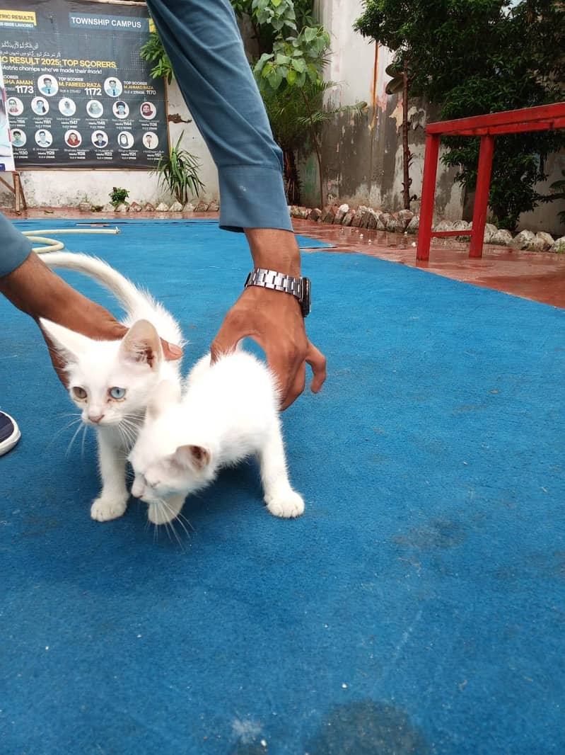Persian cate 3