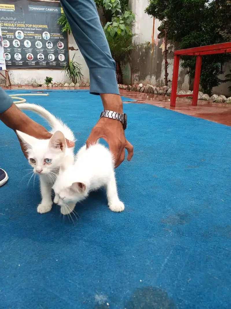 Persian cate — photo 4