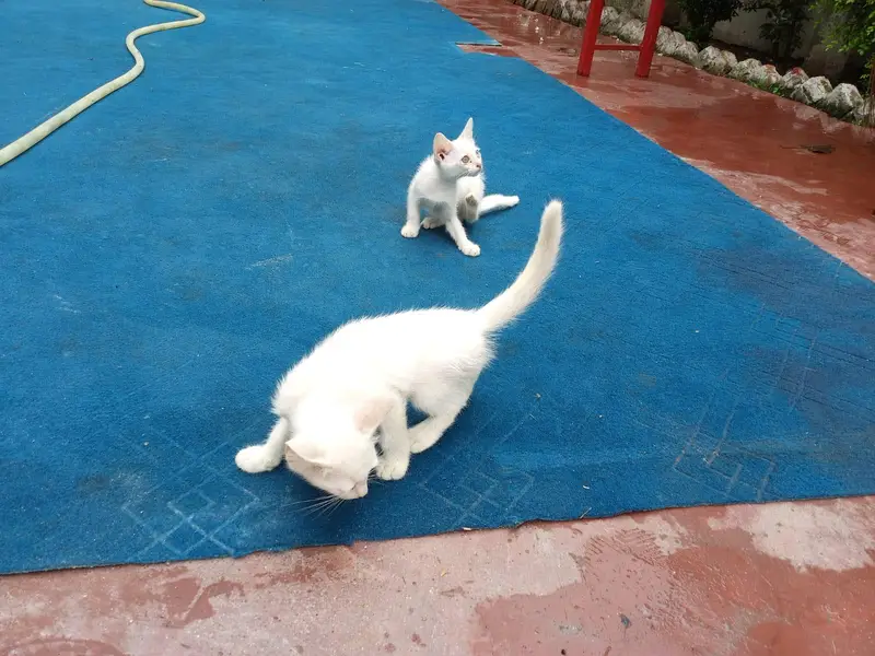 Persian cate — photo 5
