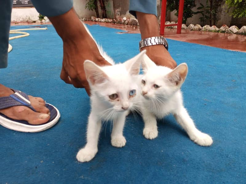 Persian cate 5