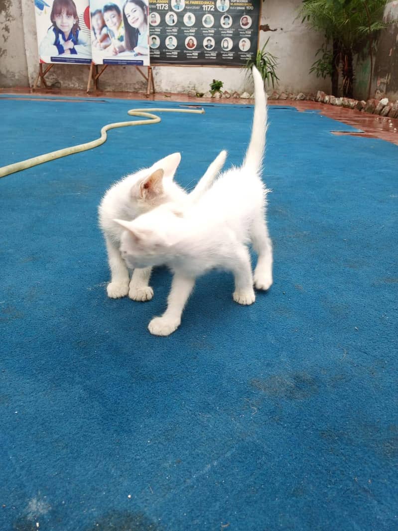 Persian cate 6