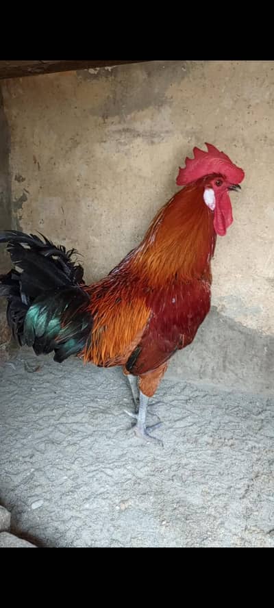 4 hen 2 murgy 1madi choker 900 par kg nterested buyer context me