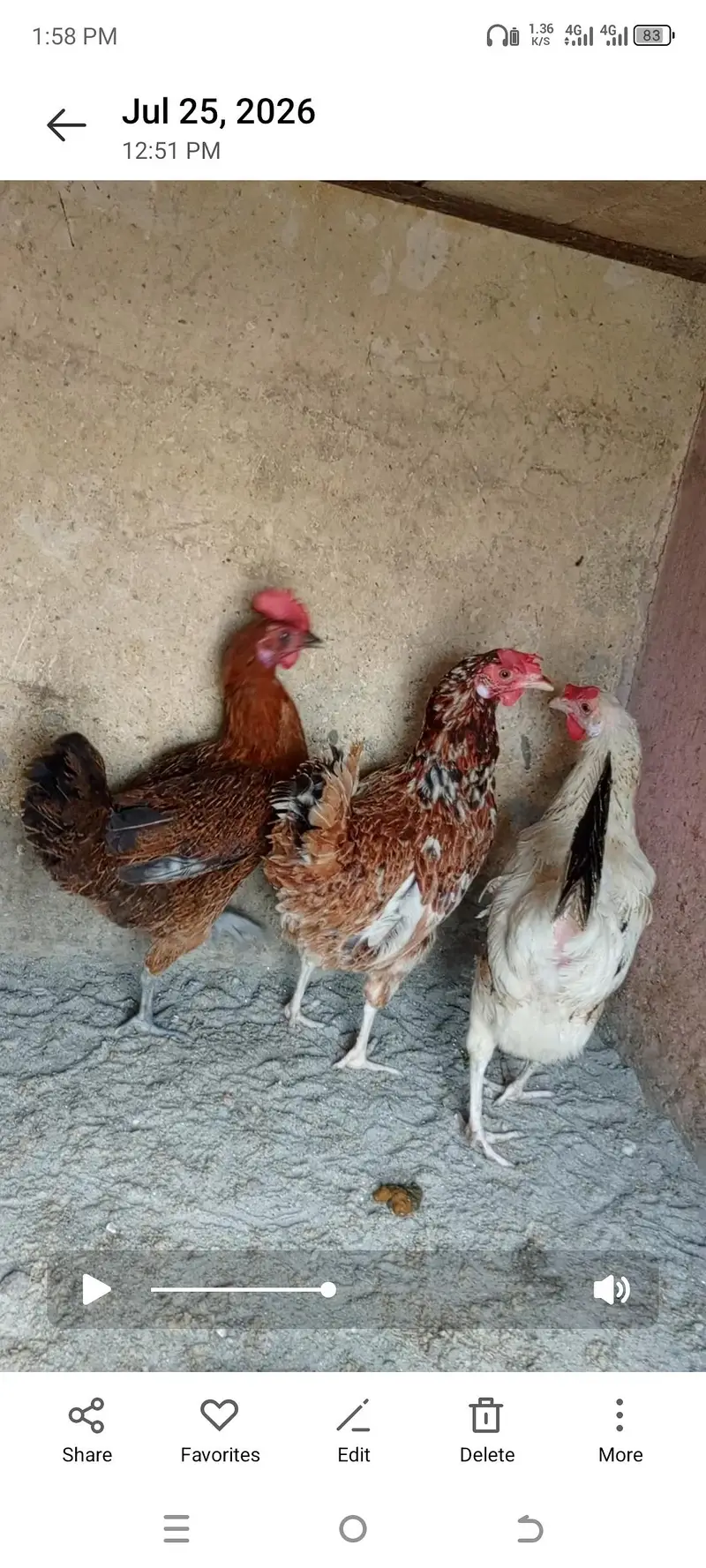 4 hen 2 murgy 1madi choker 900 par kg nterested buyer context me — photo 2