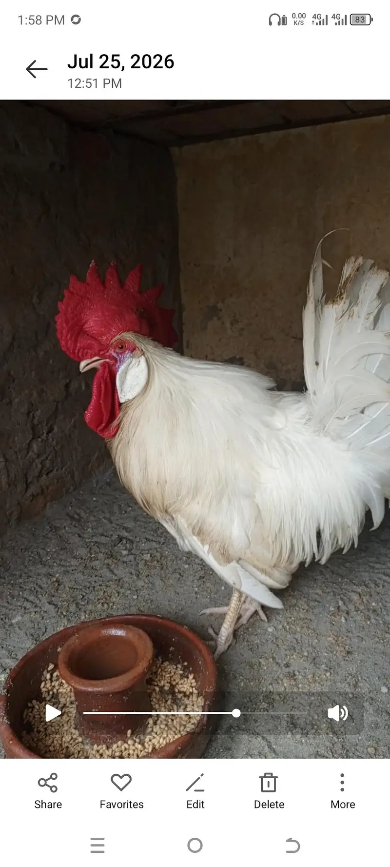 4 hen 2 murgy 1madi choker 900 par kg nterested buyer context me — photo 3