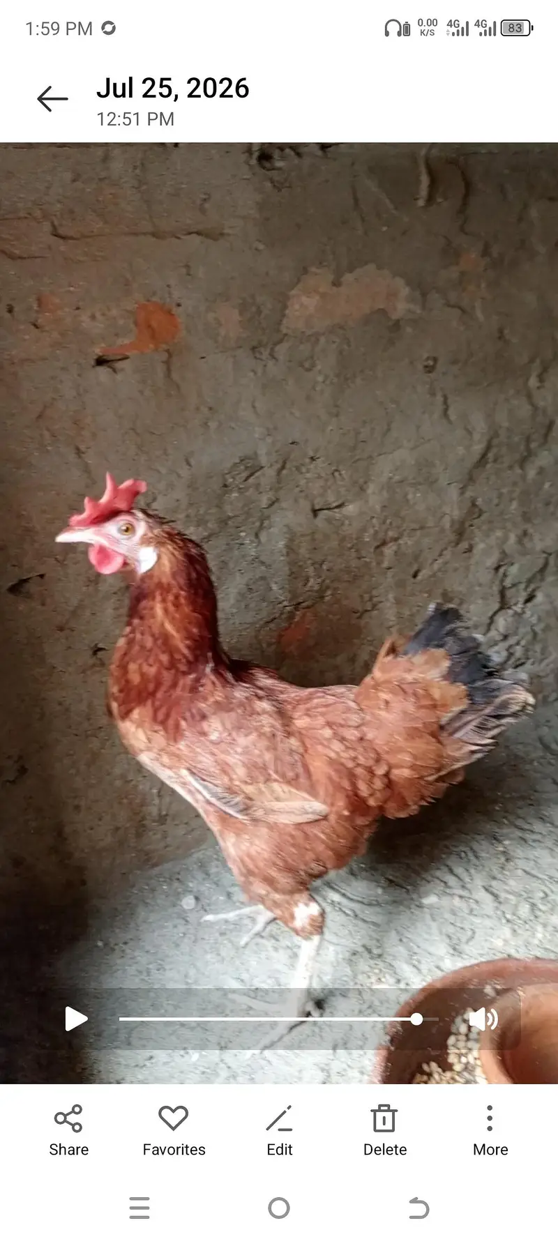 4 hen 2 murgy 1madi choker 900 par kg nterested buyer context me — photo 4