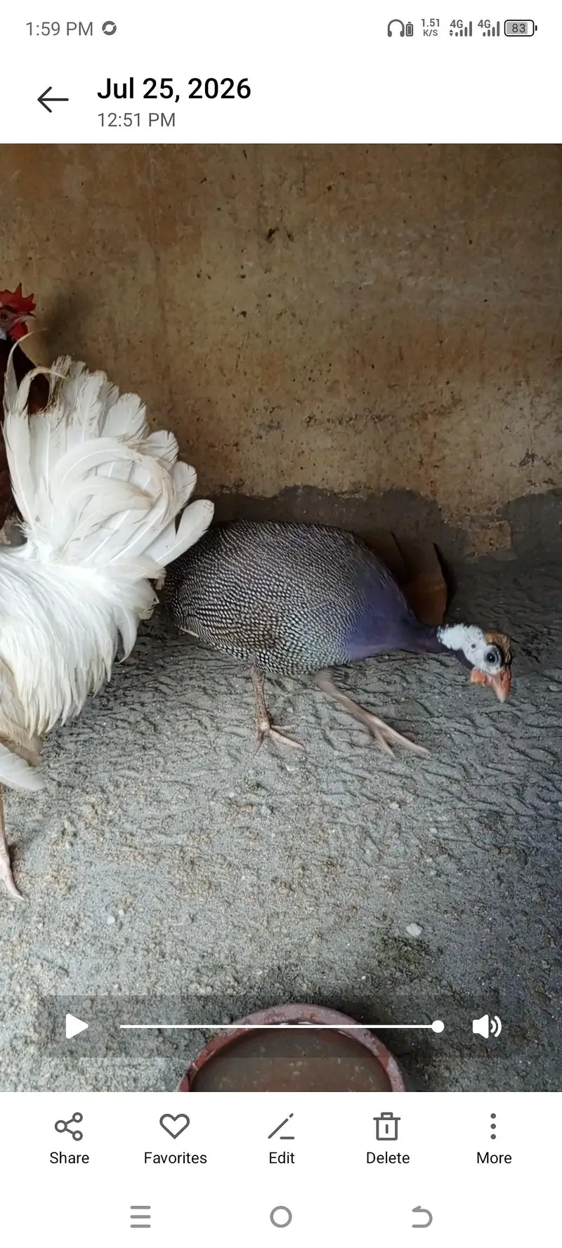 4 hen 2 murgy 1madi choker 900 par kg nterested buyer context me — photo 5