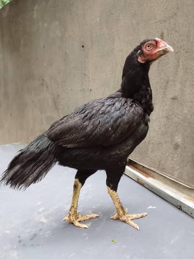 Top quality breeder mianwali aseel hen available(Fix Price)