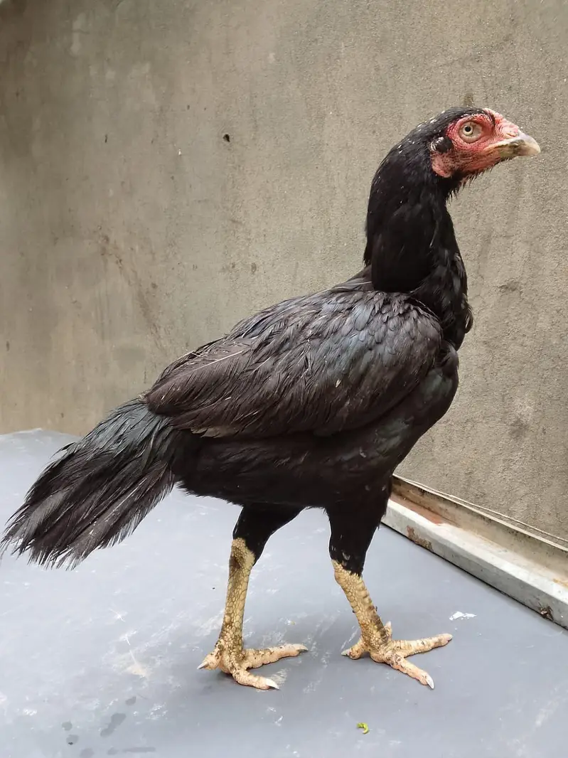 Top quality breeder mianwali aseel hen available(Fix Price) — photo 2