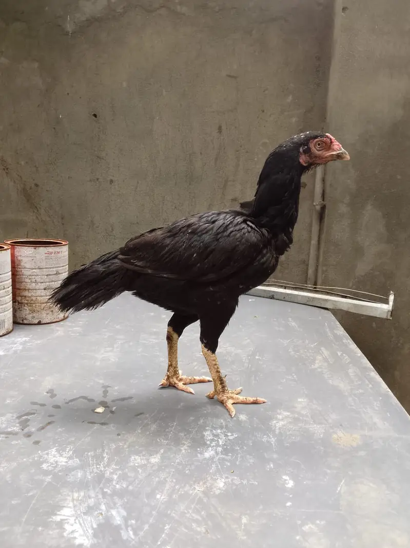 Top quality breeder mianwali aseel hen available(Fix Price) — photo 3