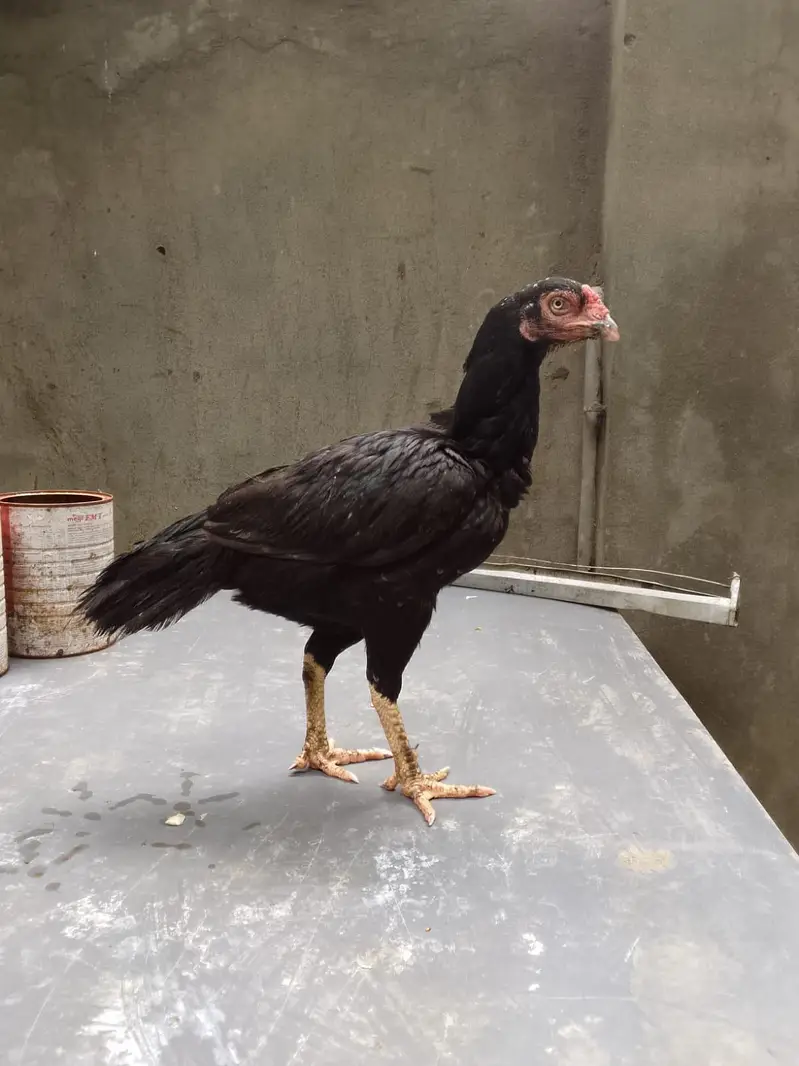 Top quality breeder mianwali aseel hen available(Fix Price) — photo 4
