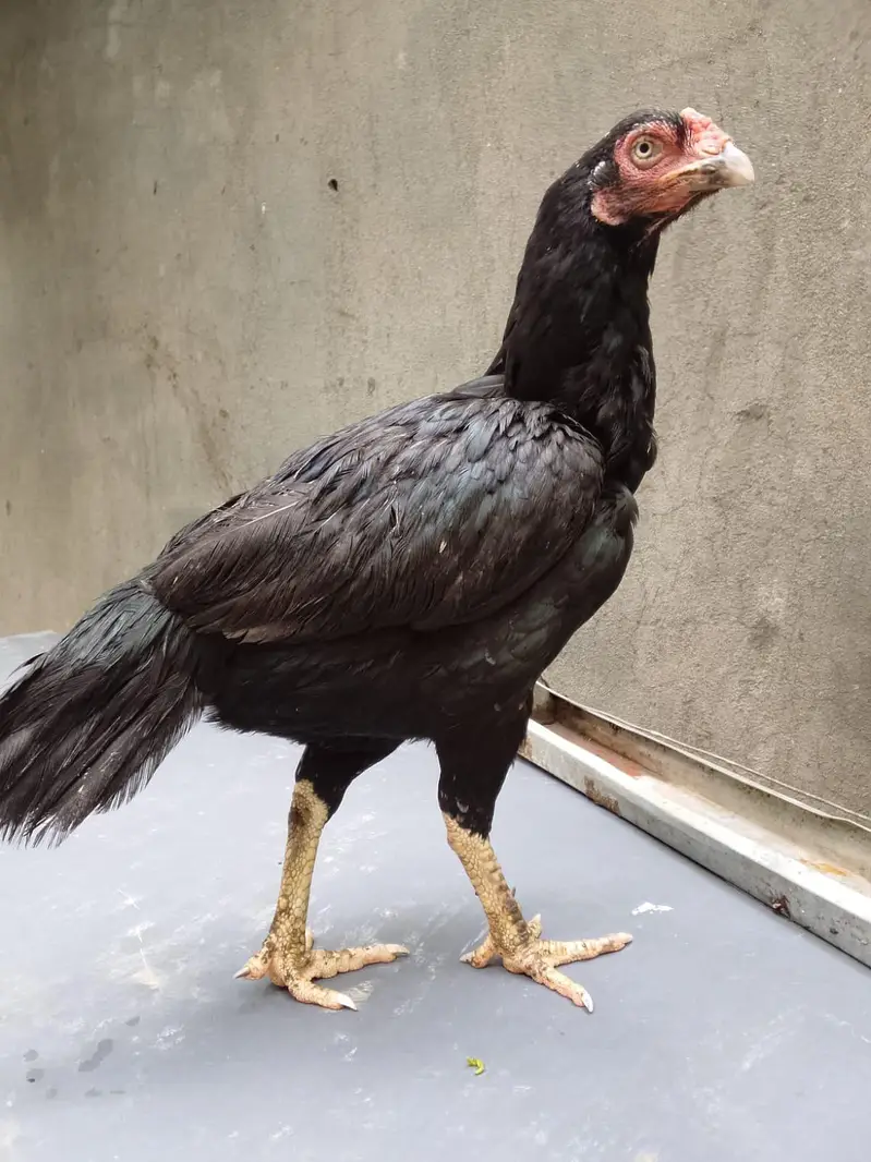Top quality breeder mianwali aseel hen available(Fix Price) — photo 5