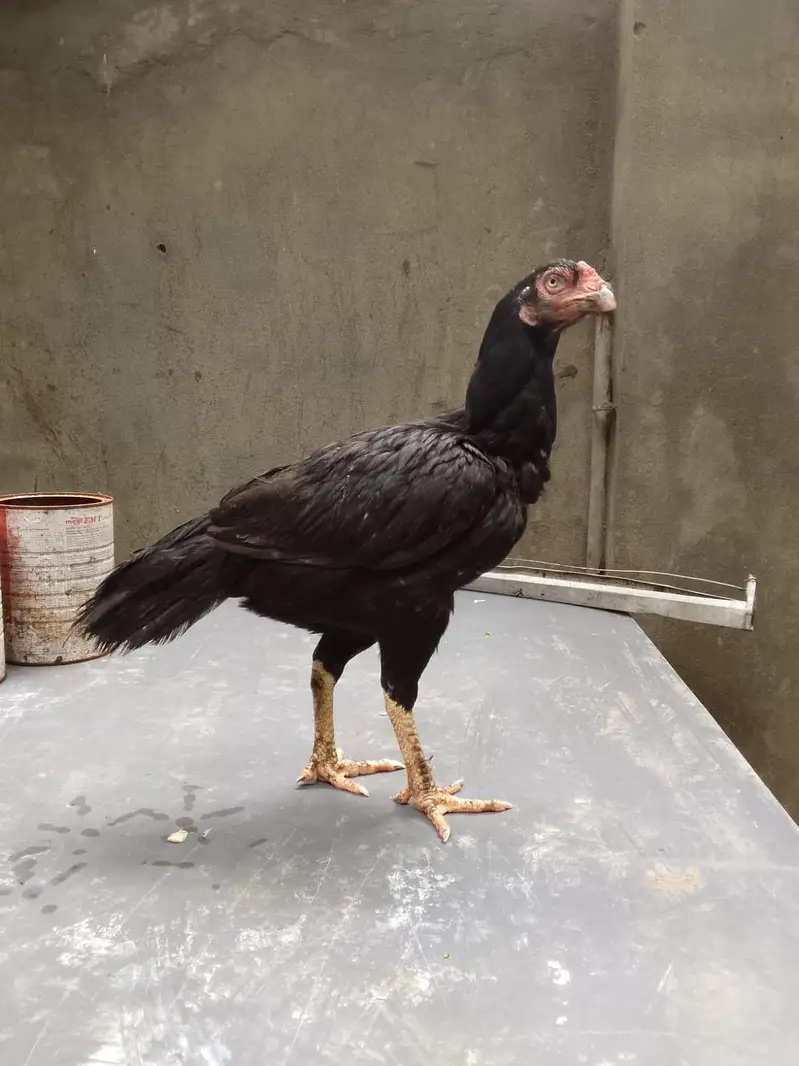 Top quality breeder mianwali aseel hen available(Fix Price) — photo 6