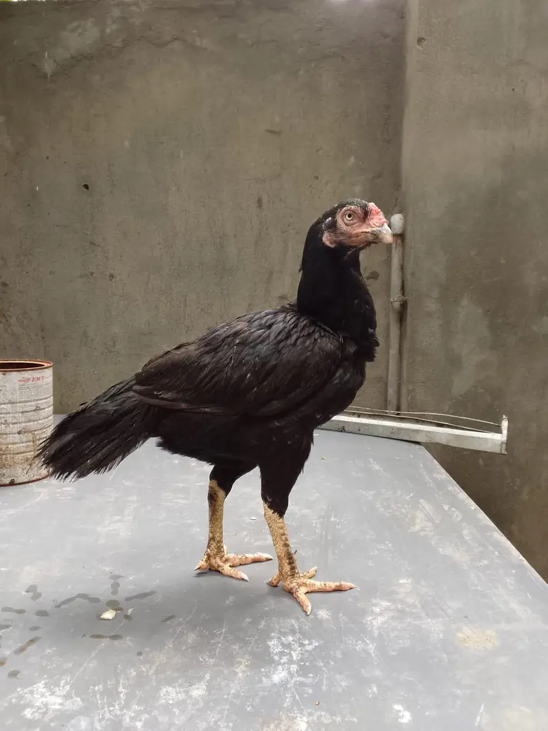 Top quality breeder mianwali aseel hen available(Fix Price) — photo 7