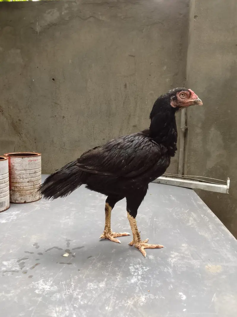 Top quality breeder mianwali aseel hen available(Fix Price) — photo 8