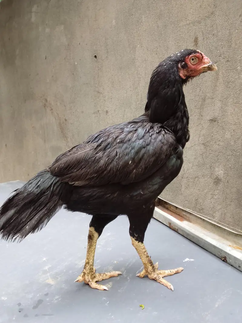 Top quality breeder mianwali aseel hen available(Fix Price) — photo 9