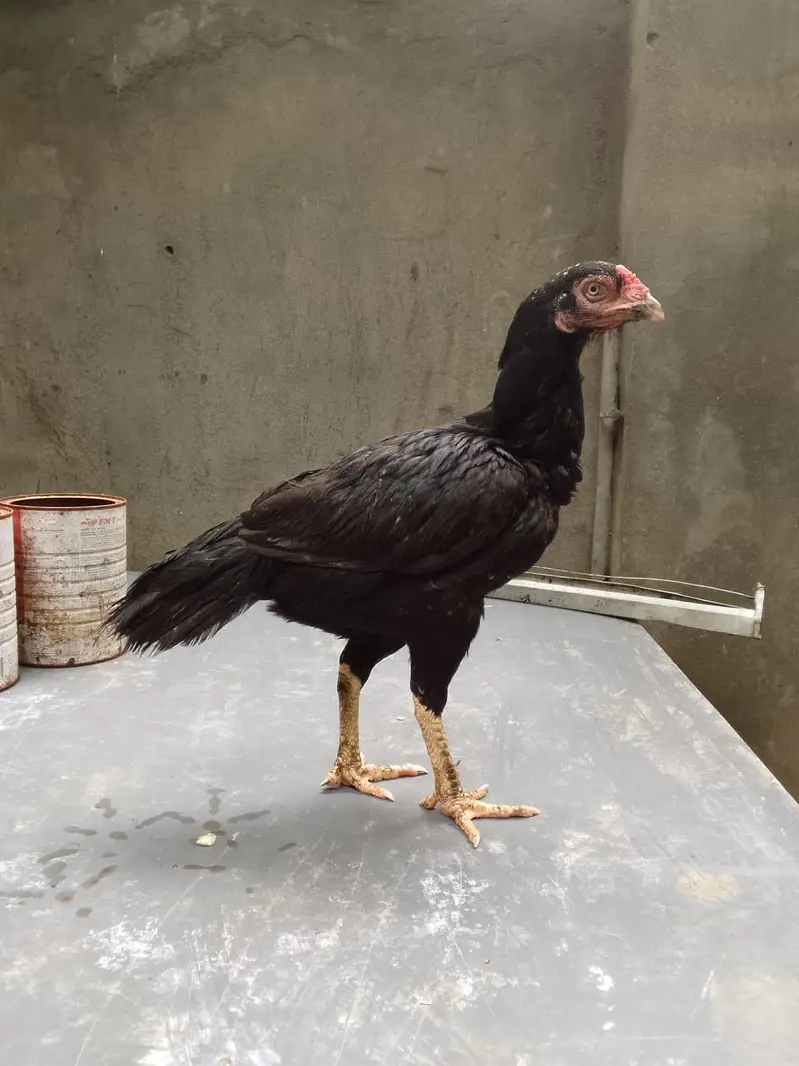 Top quality breeder mianwali aseel hen available(Fix Price) — photo 10