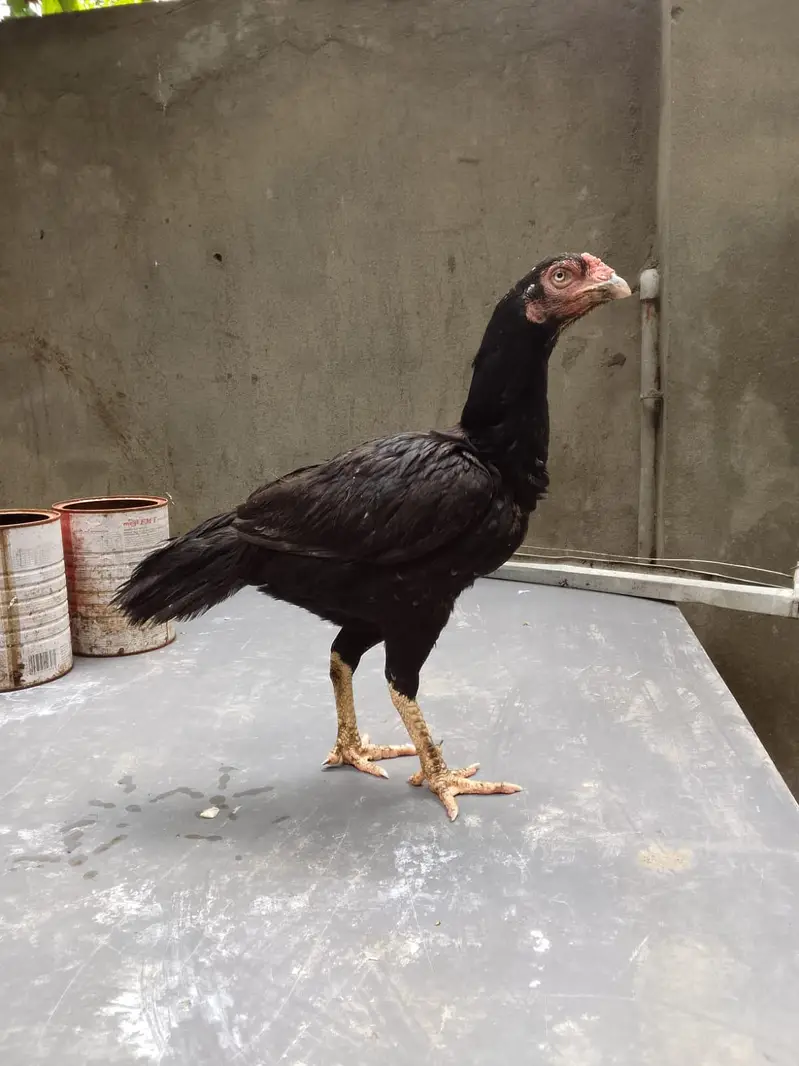 Top quality breeder mianwali aseel hen available(Fix Price) — photo 11