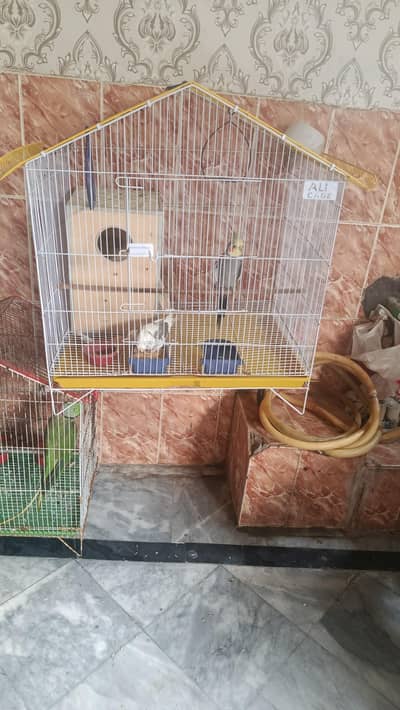 cocktail parrot ha Gary or white Gary beautiful birds 
