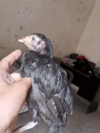 Aseel chick for sale