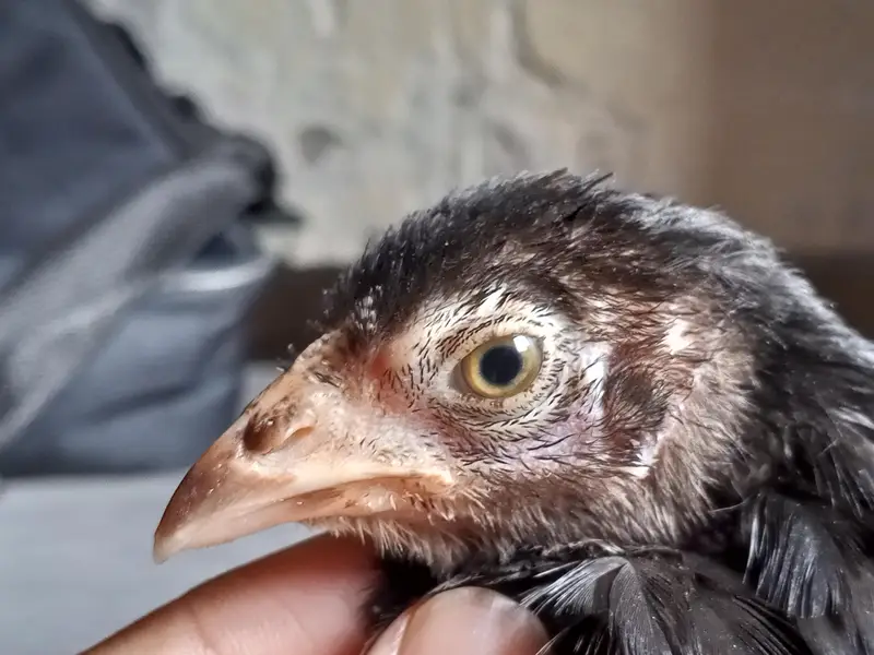 Aseel chick for sale — photo 2