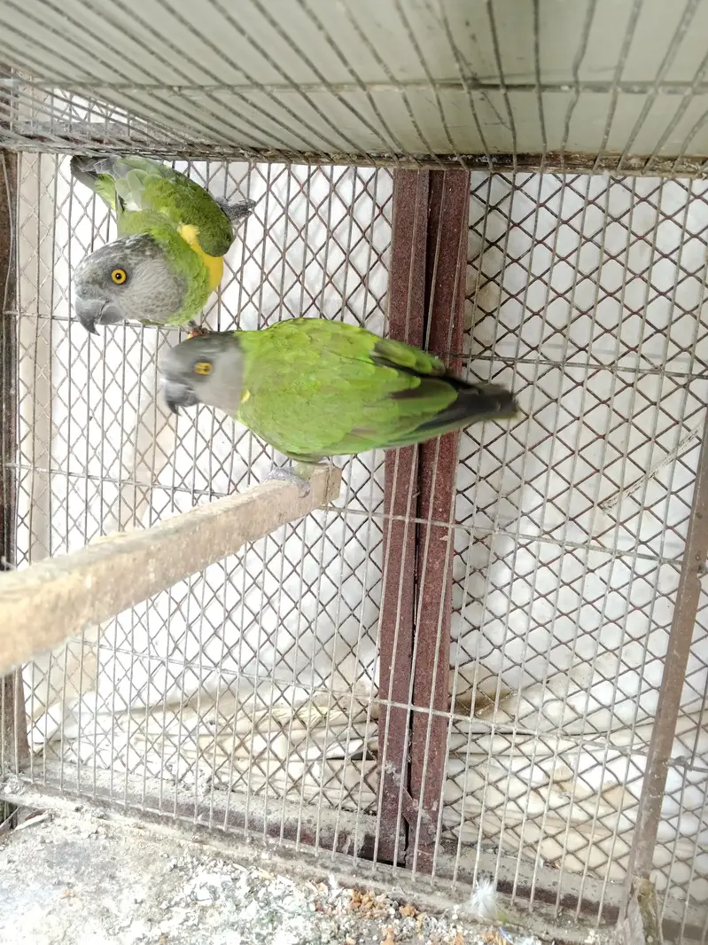 sanaga pair kashmiri pair aur blue cinnamon male aur green chick pair — photo 2