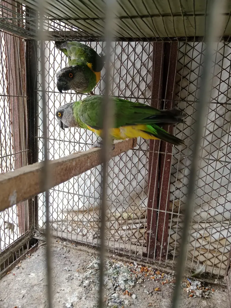 sanaga pair kashmiri pair aur blue cinnamon male aur green chick pair — photo 4