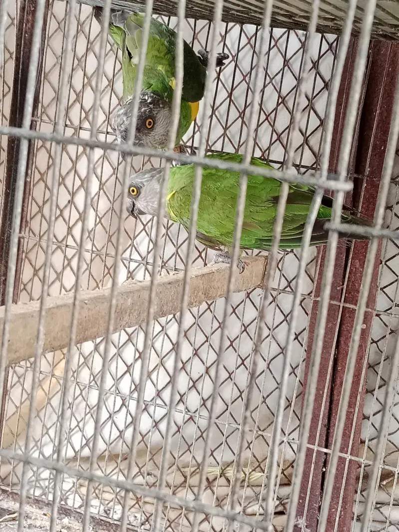 sanaga pair kashmiri pair aur blue cinnamon male aur green chick pair — photo 5