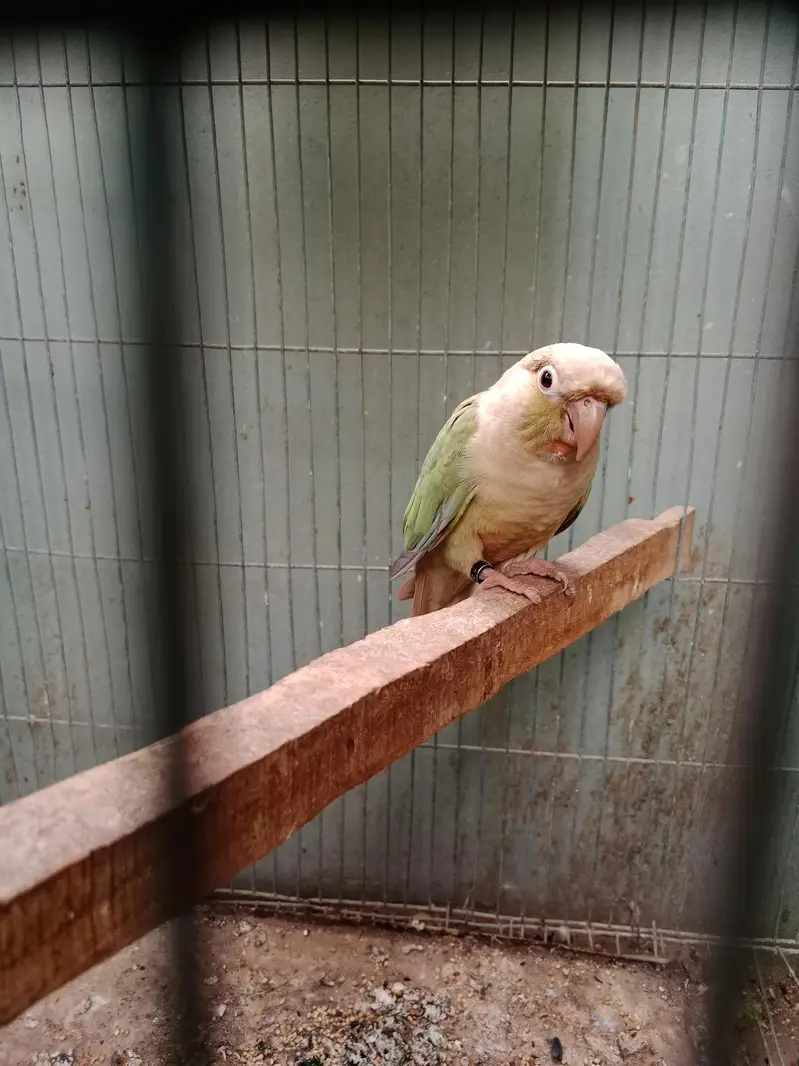 sanaga pair kashmiri pair aur blue cinnamon male aur green chick pair — photo 8