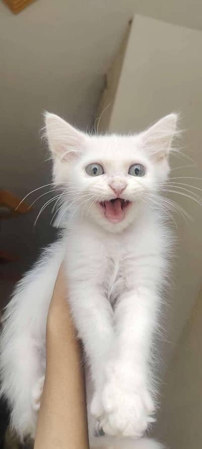 persian cats