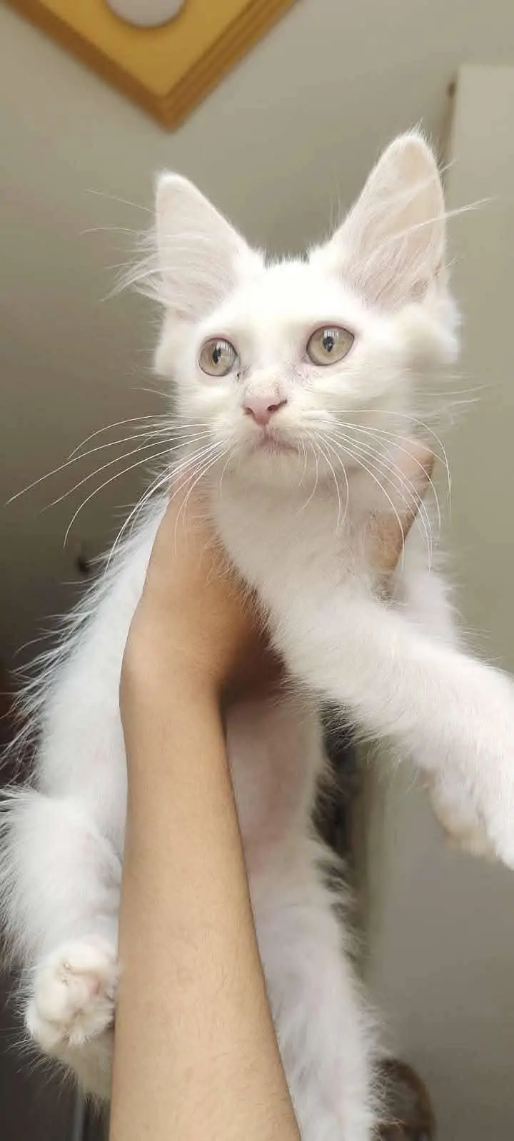 persian kittens — photo 2