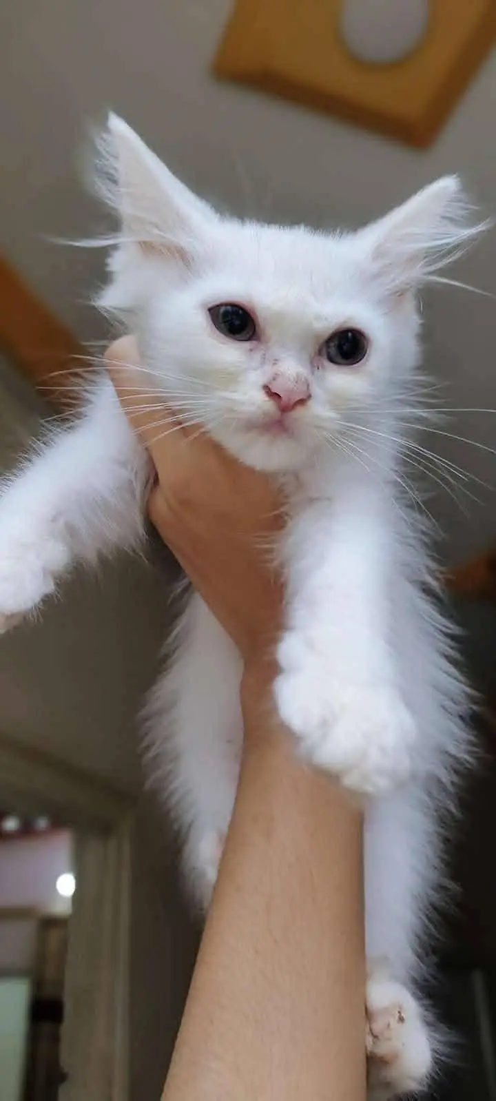 persian kittens — photo 3