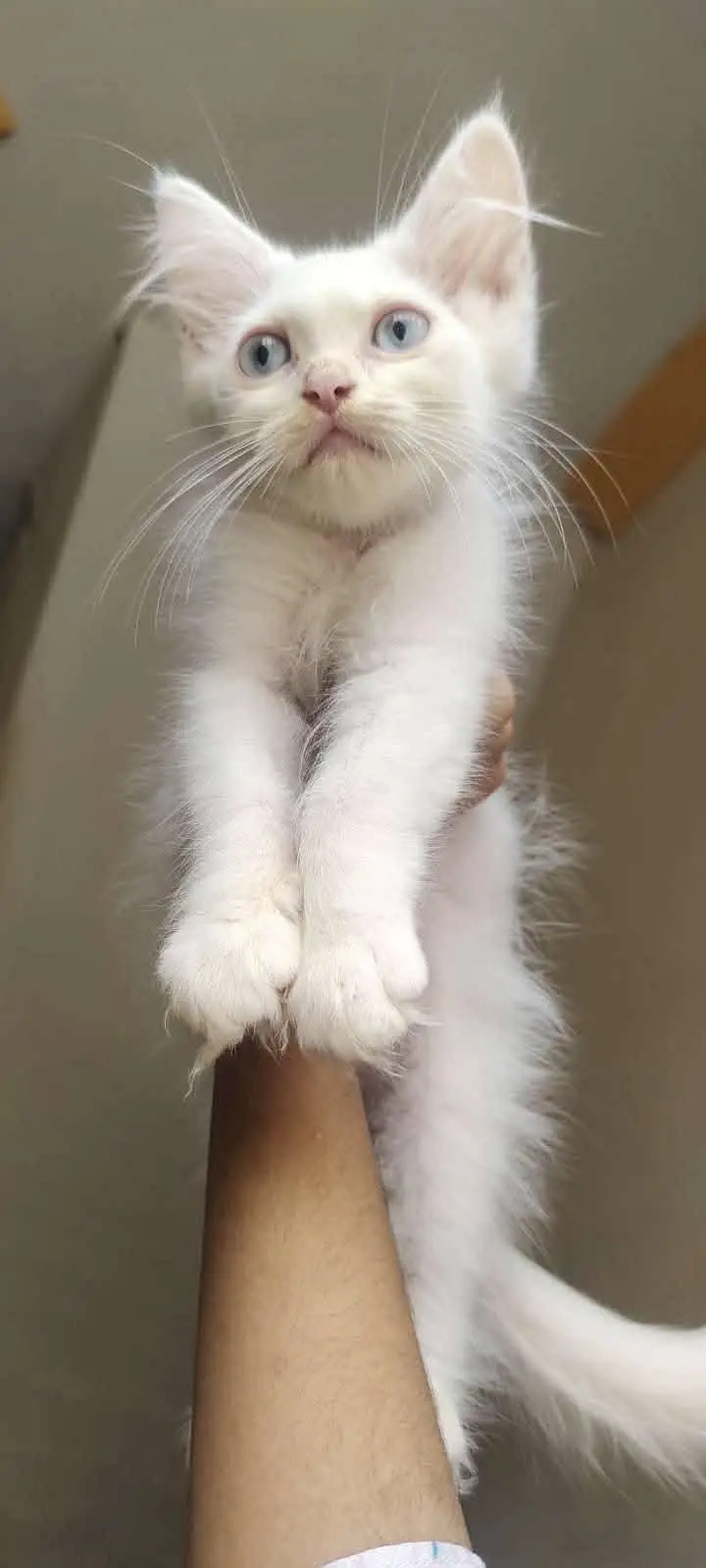 persian kittens — photo 4