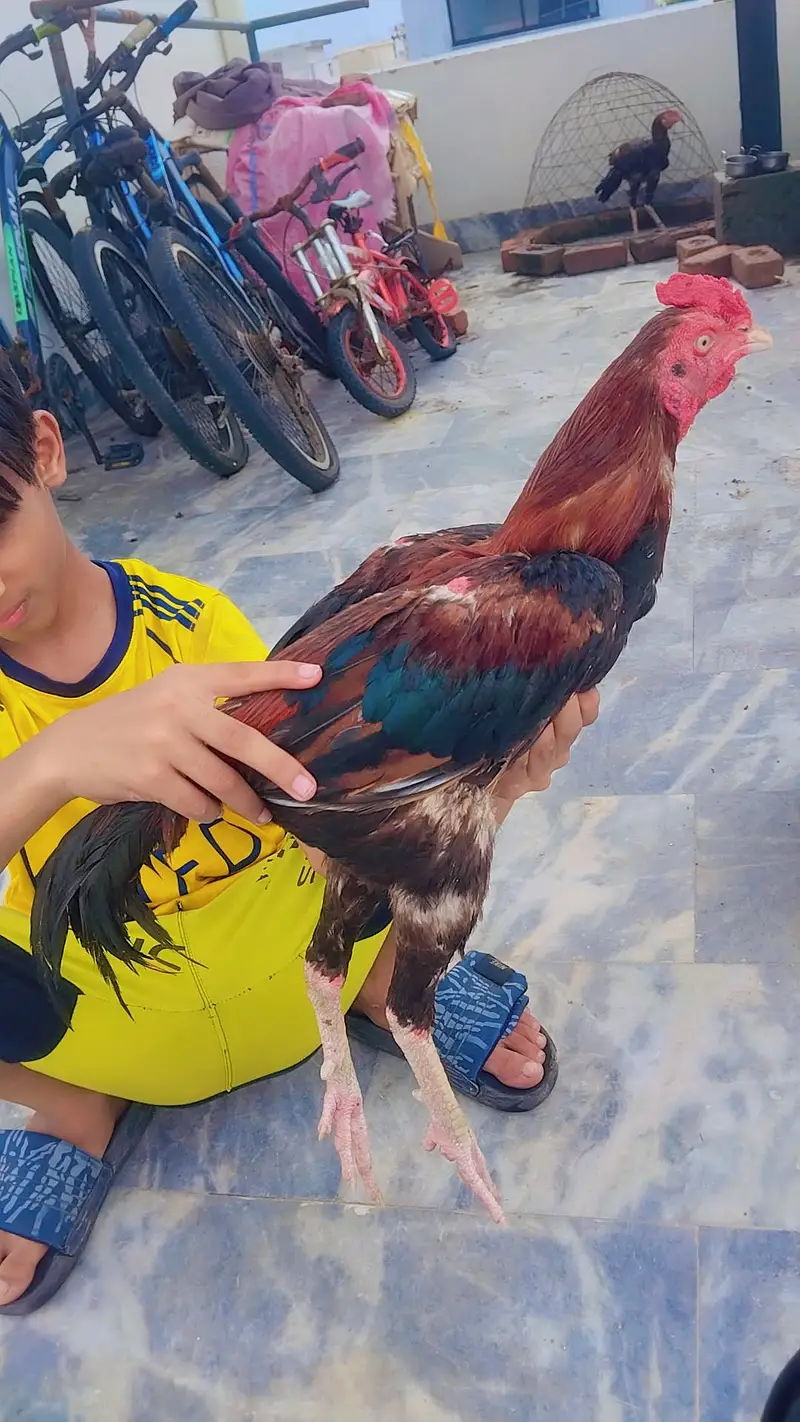 LAKHA ASEEL PATHA — photo 5