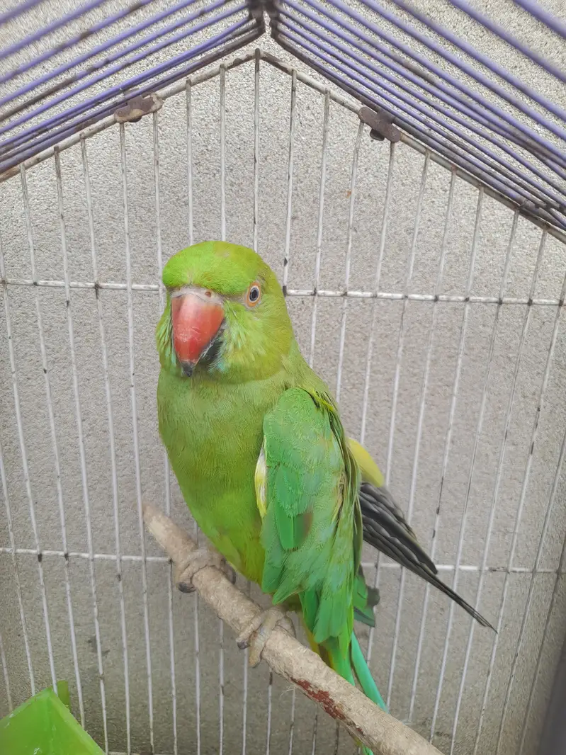 bolne wala. mitho — photo 2