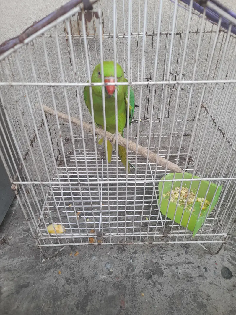 bolne wala. mitho — photo 3