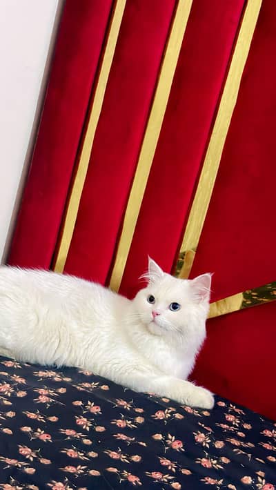 Persian cat