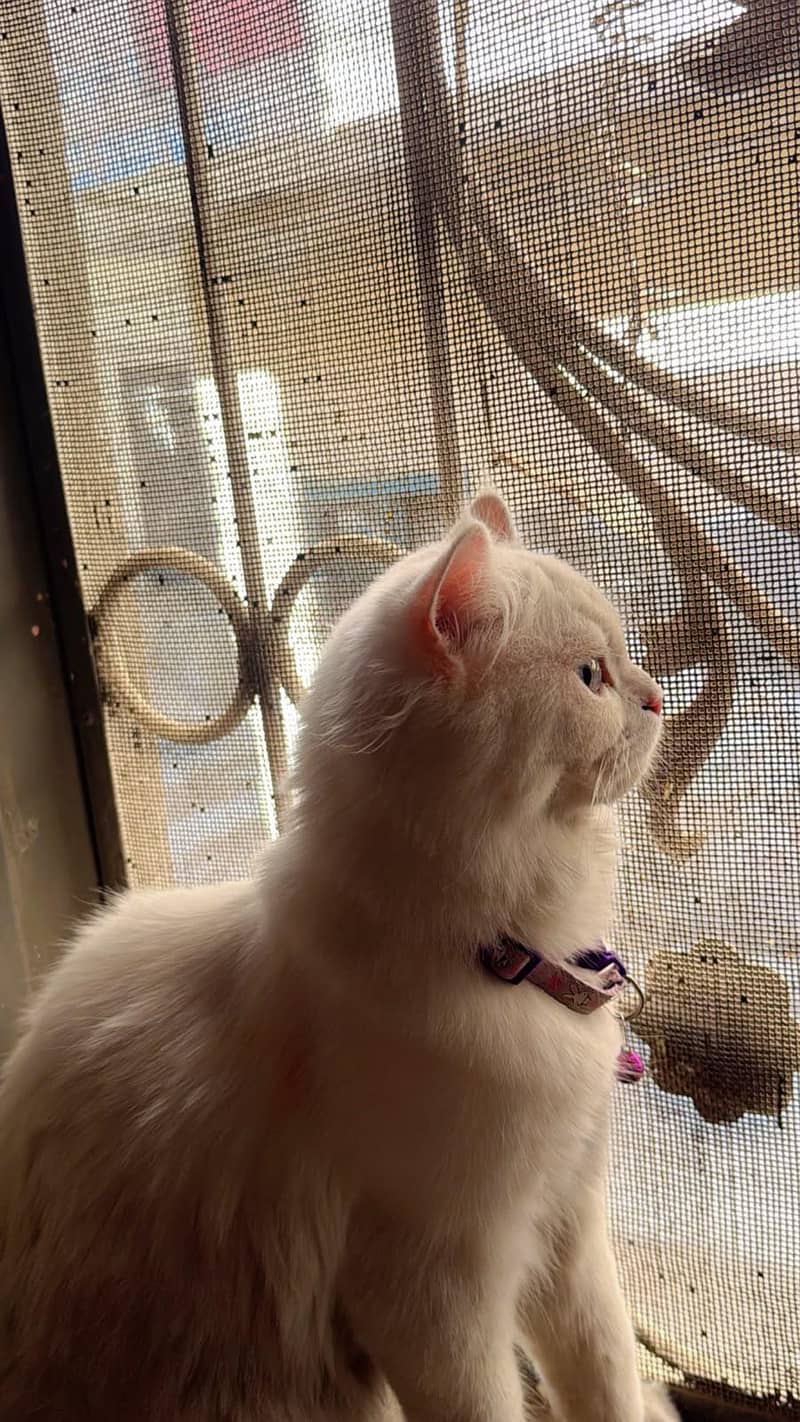 Persian cat 1