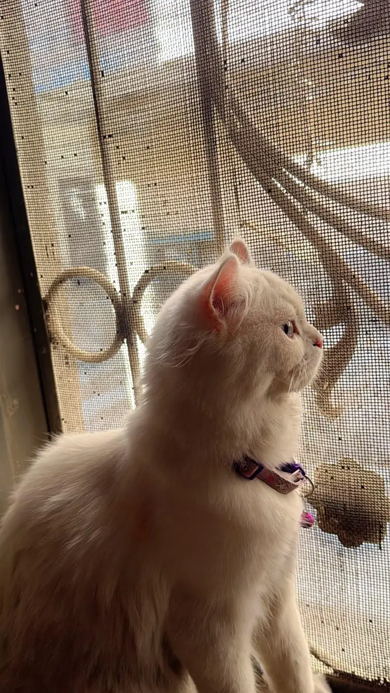 Persian cat — photo 2