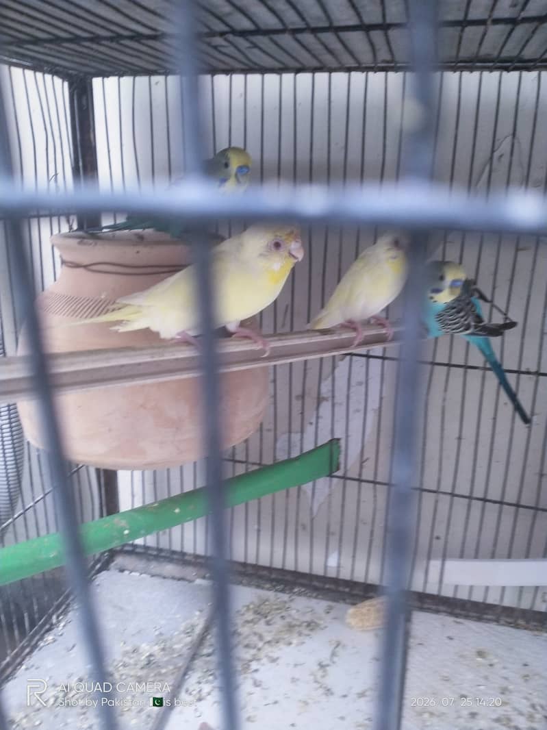 2 pair budgie split red eye 0