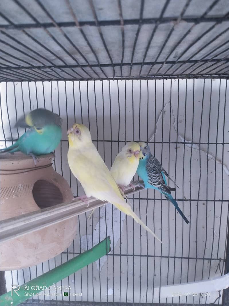 2 pair budgie split red eye 1