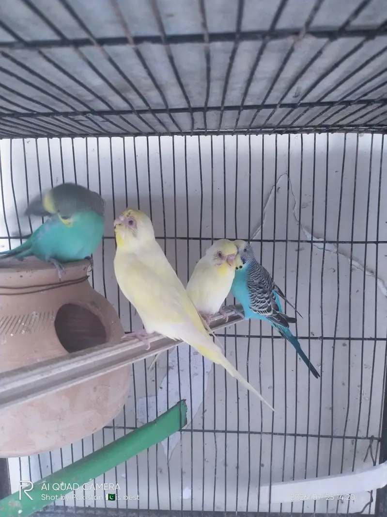 2 pair budgie split red eye — photo 2